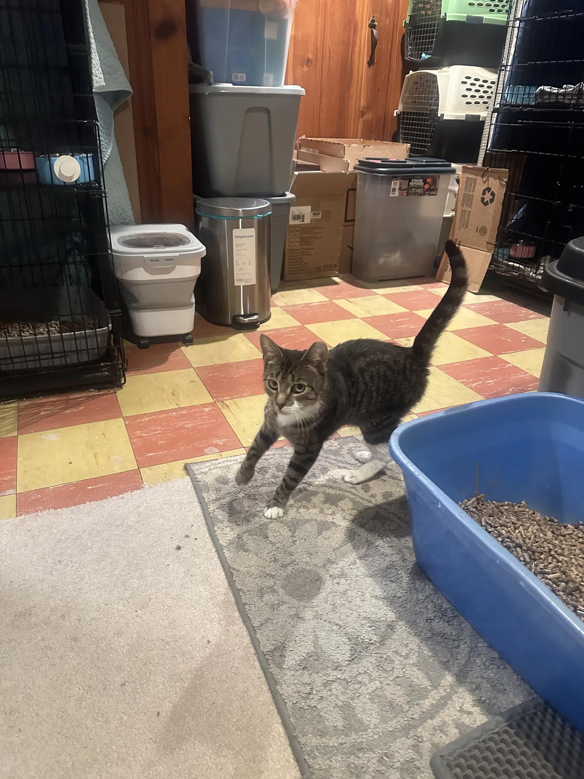 Sakina - Domestic Short Hair