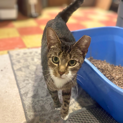 Sakina, a cat for adoption from Loving Care Cat Rescue