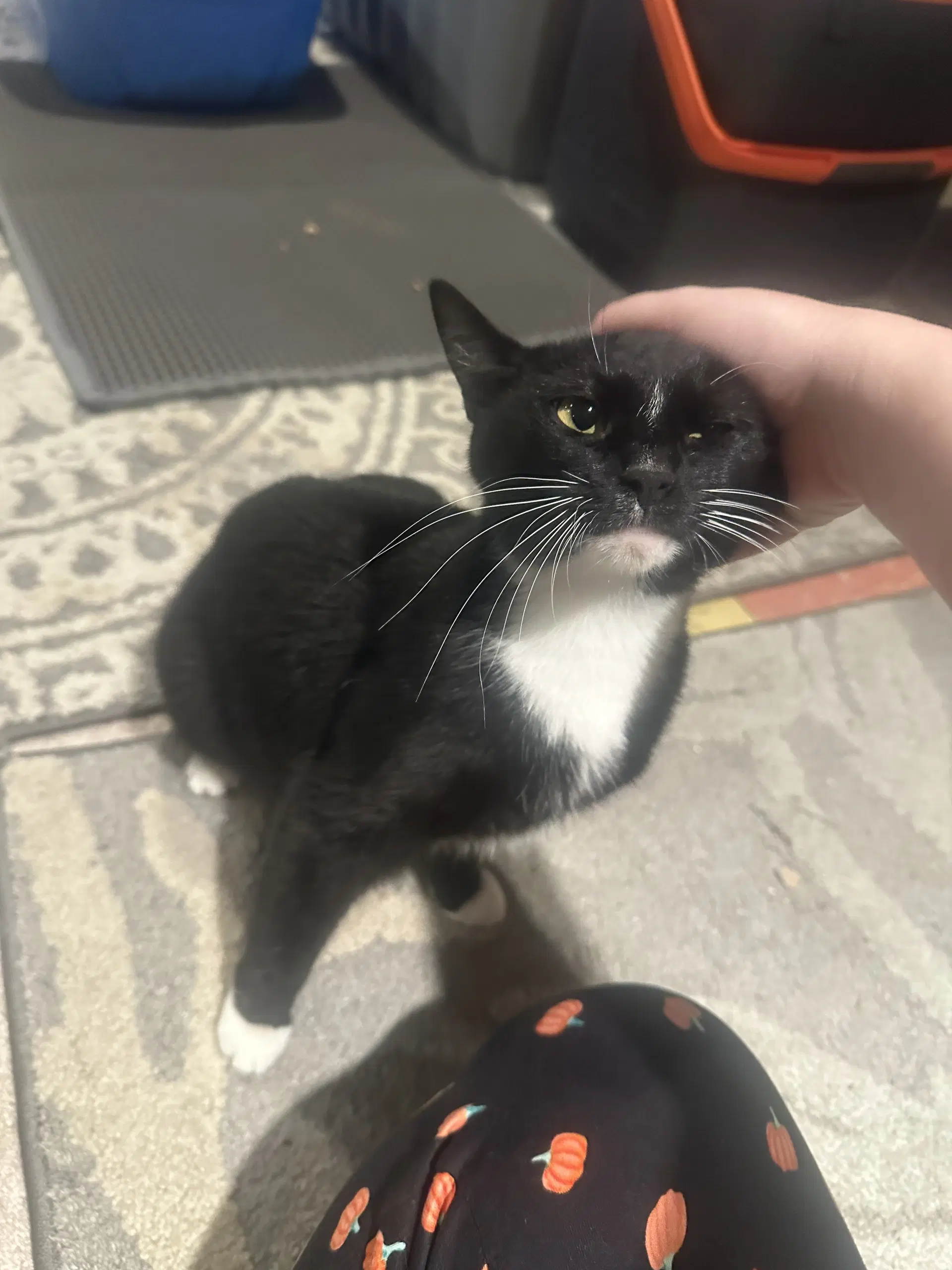 Deysi - Domestic Short Hair