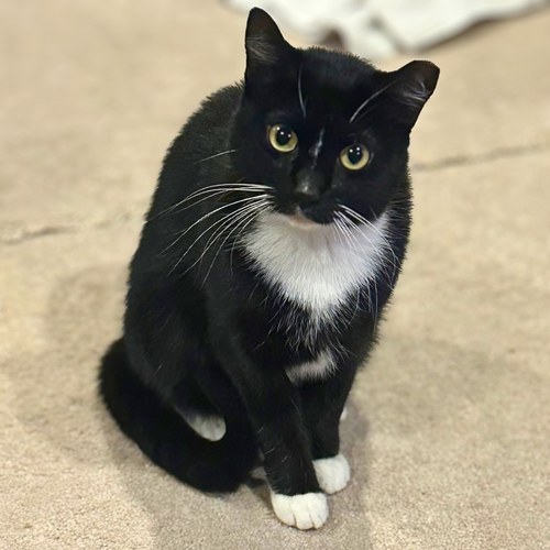 Deysi, a cat for adoption from Loving Care Cat Rescue