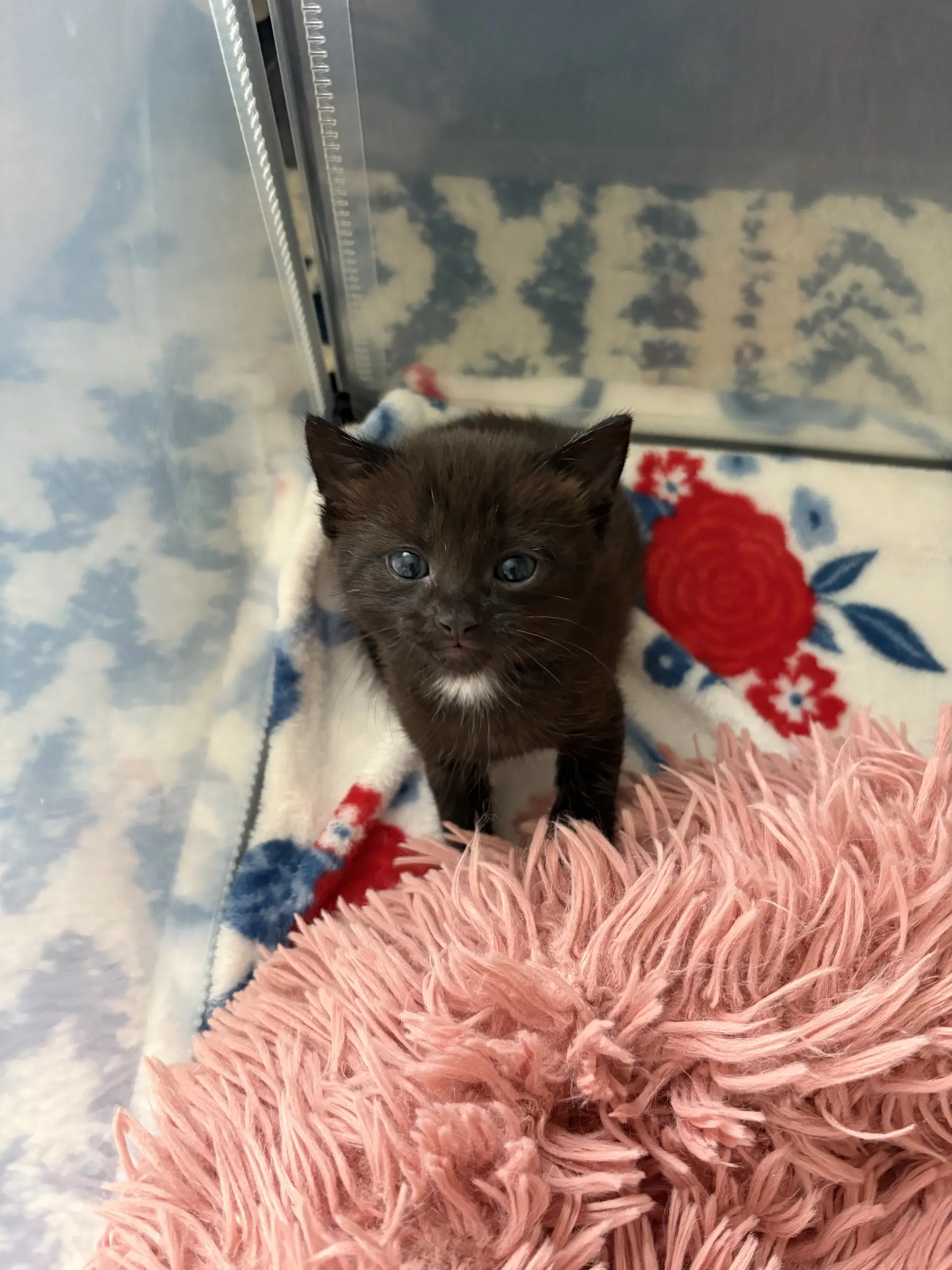 Jubilee Bonded With Piccadilly - Domestic Short Hair