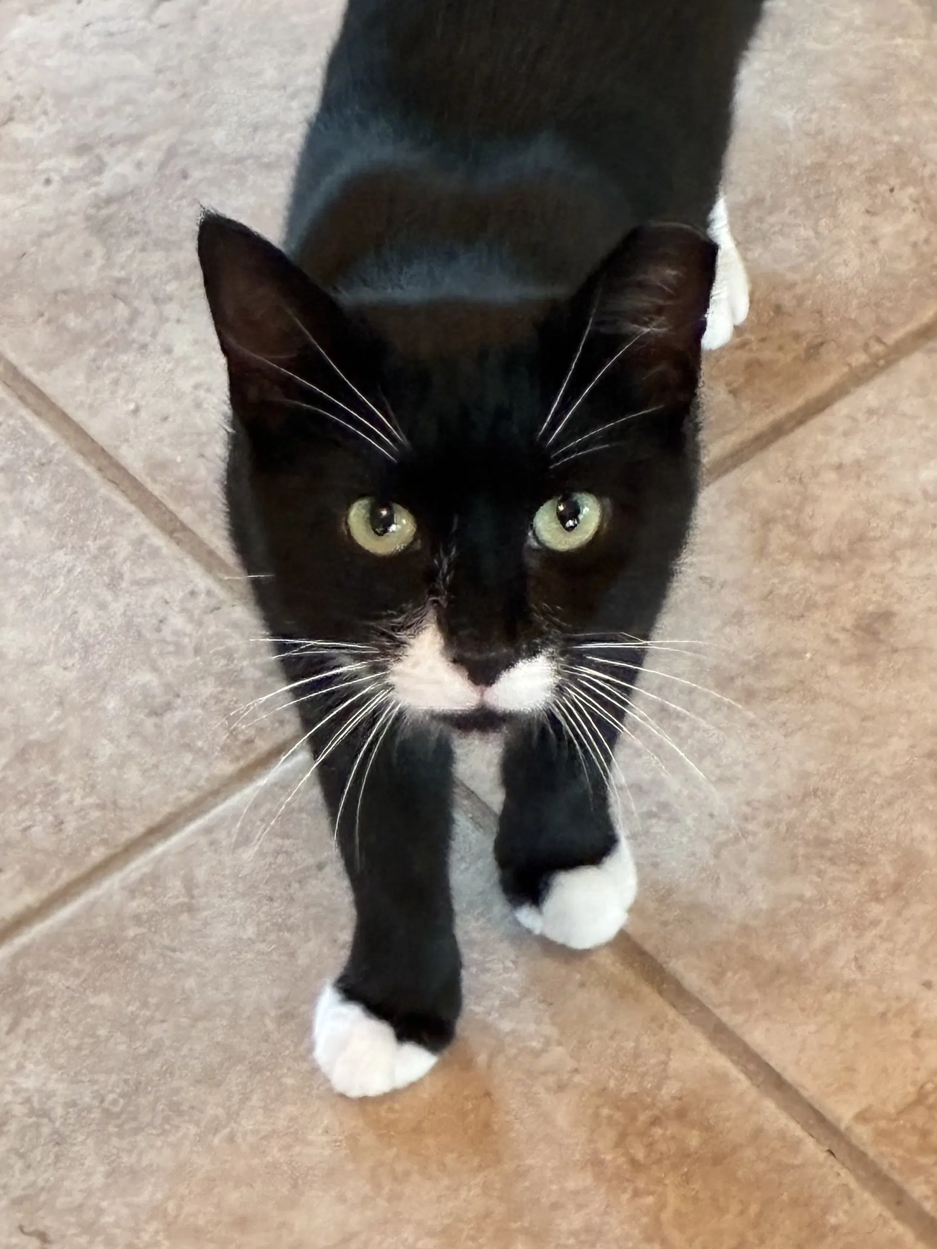 Andy - Domestic Short Hair