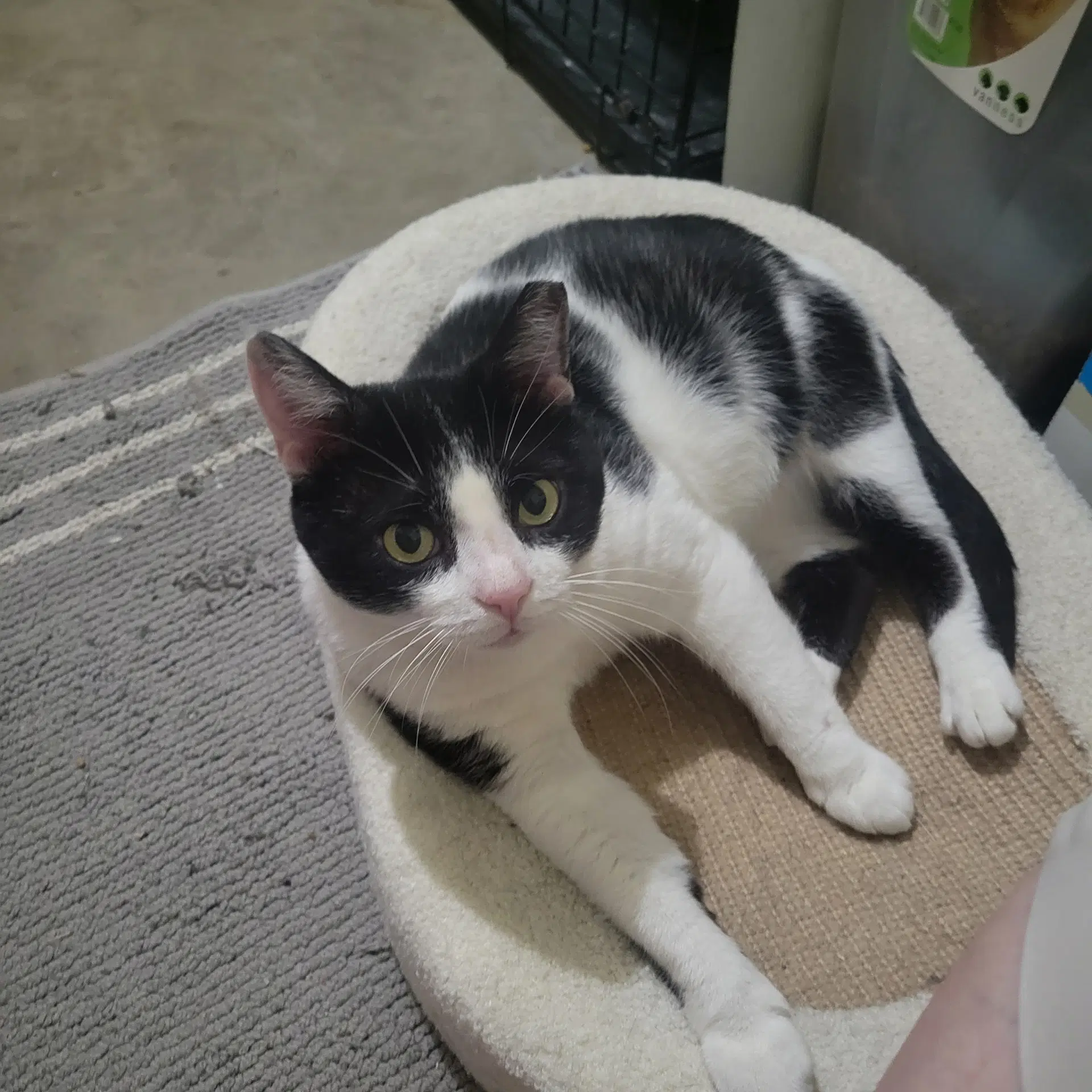Brooks - Domestic Short Hair