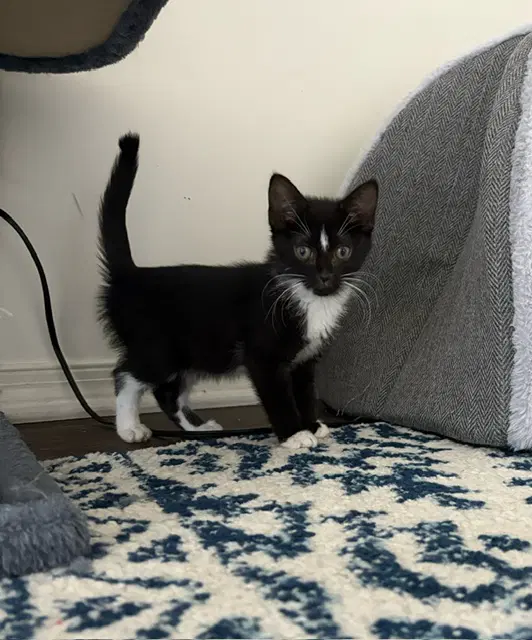 Yin - Domestic Short Hair