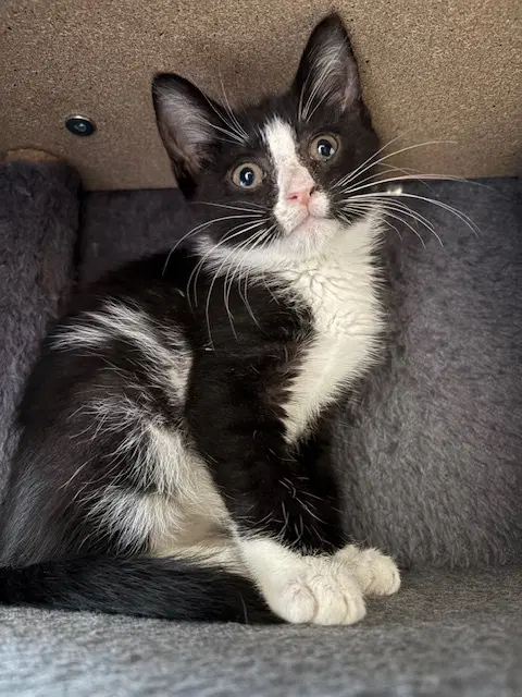 Yang - Domestic Short Hair
