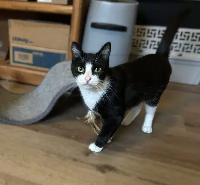 Wren - Playful Velcro Kitten image 3
