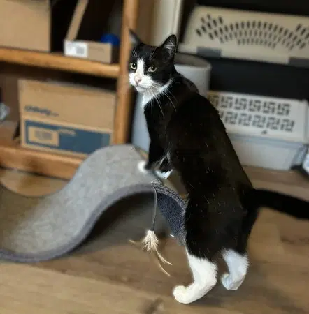 Wren - Playful Velcro Kitten image 2
