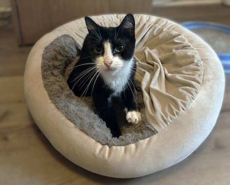 Wren - Playful Velcro kitten, cat — photo 1 of 3