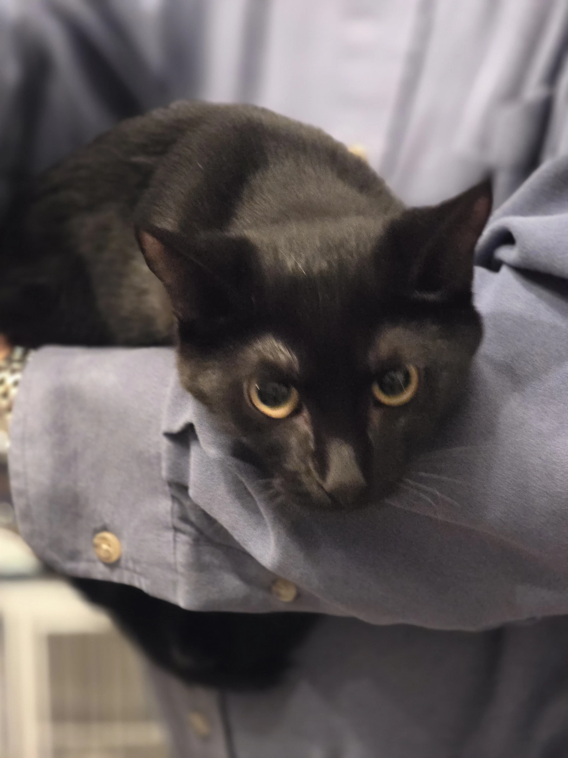Pip