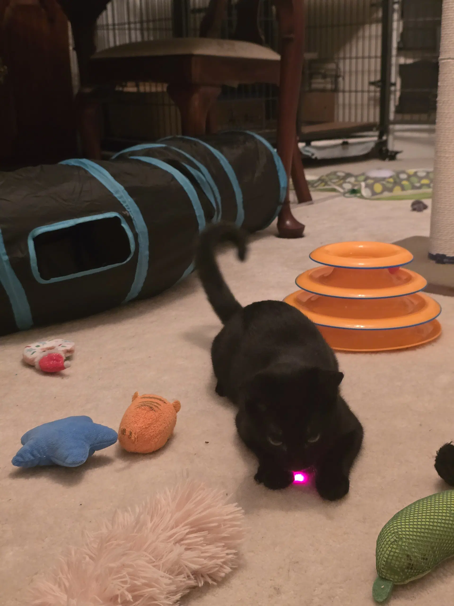 Pip image 2