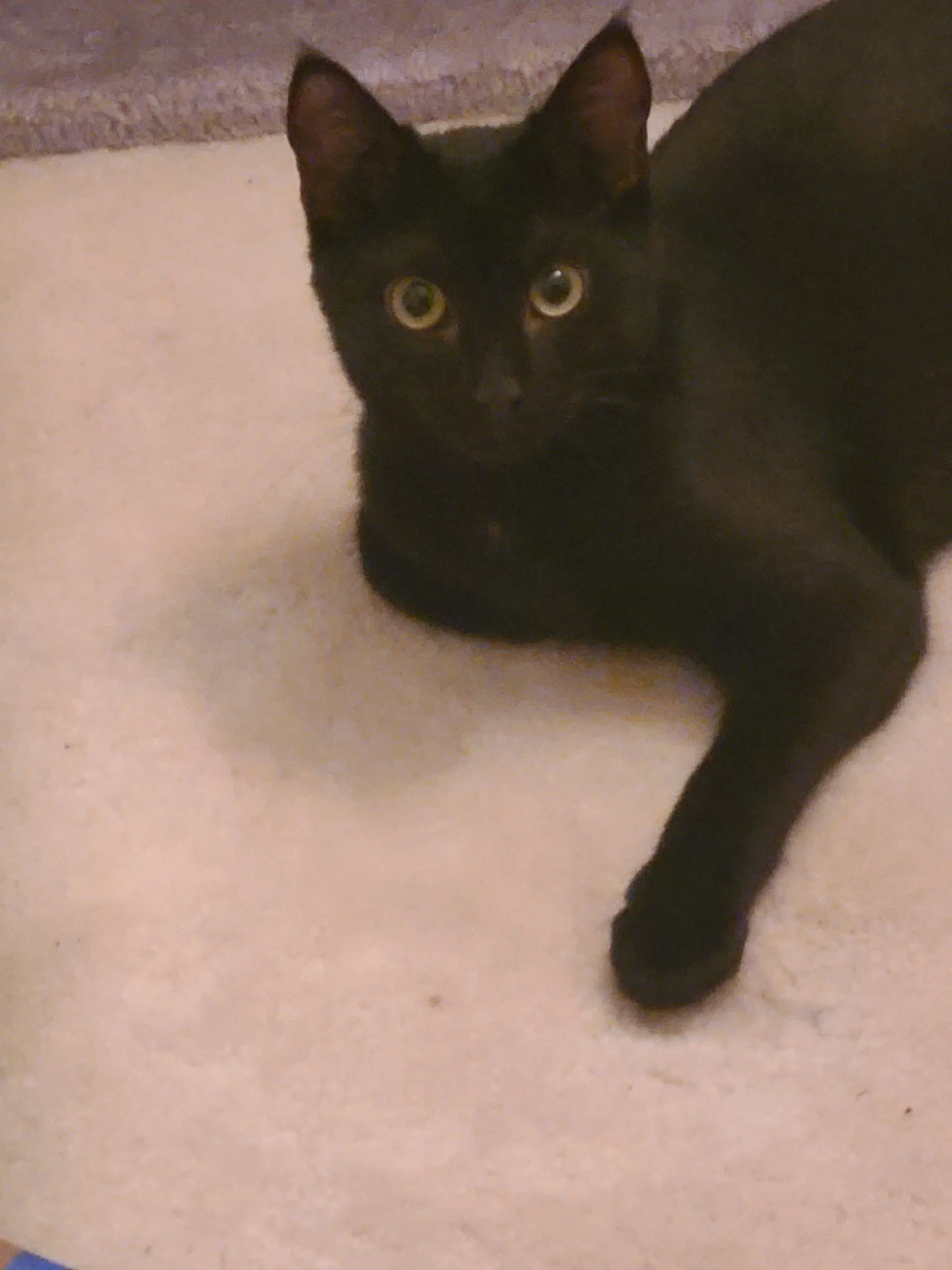 Pip image 3