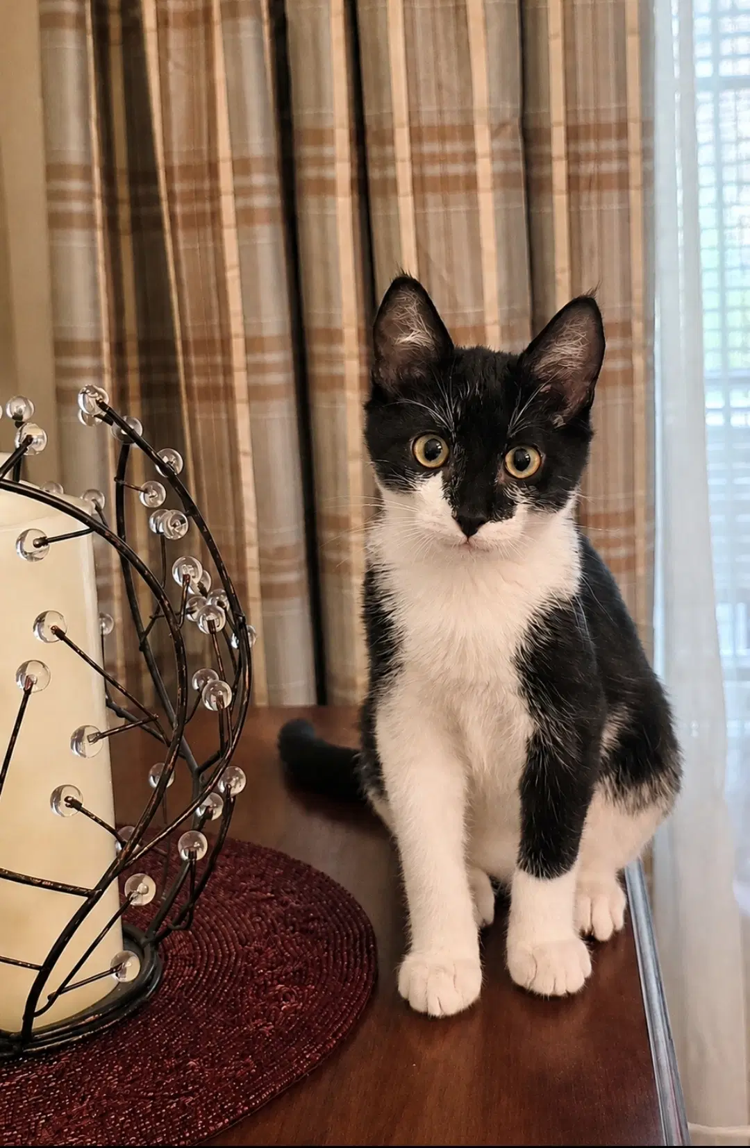 Figaro - Domestic Short Hair