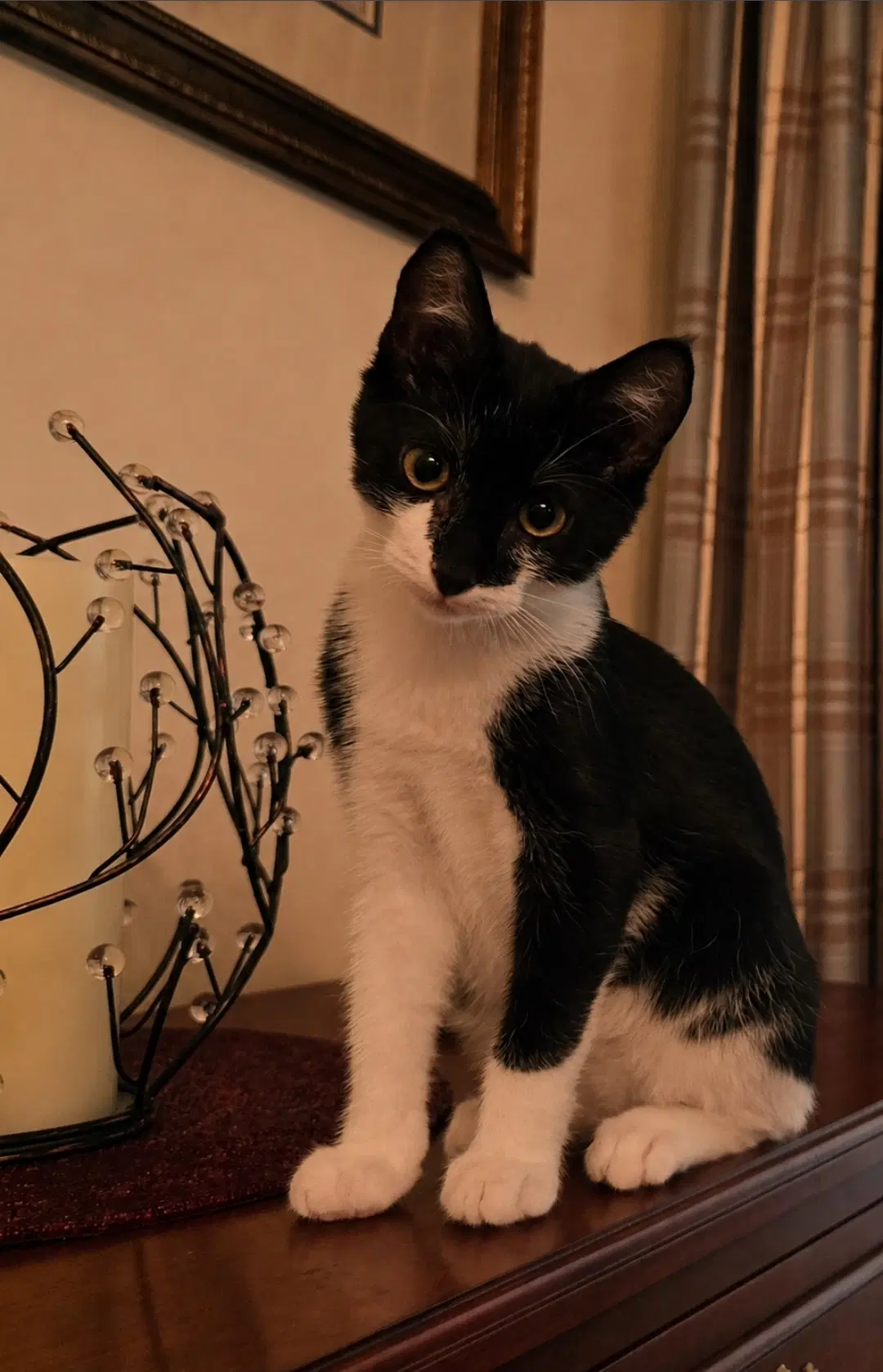 Figaro image 2