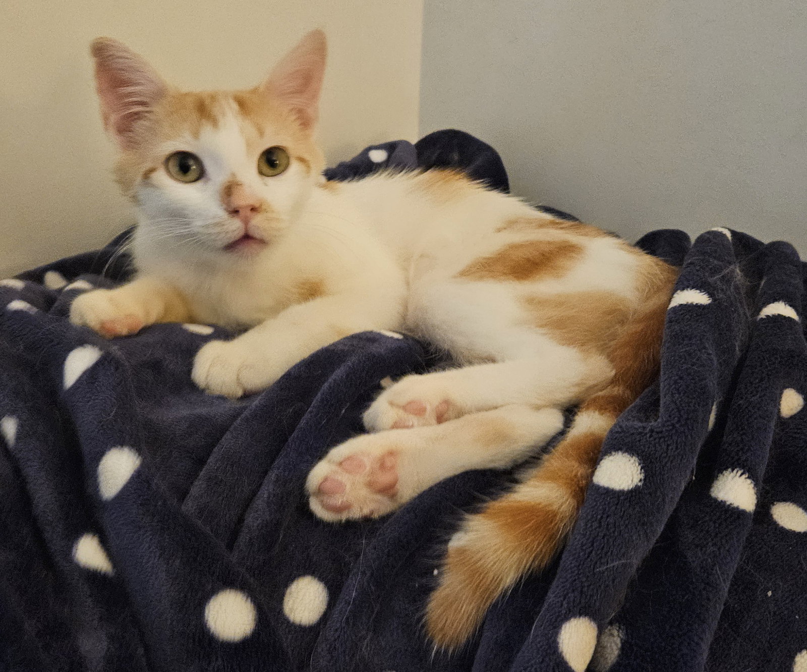 Milo K, cat