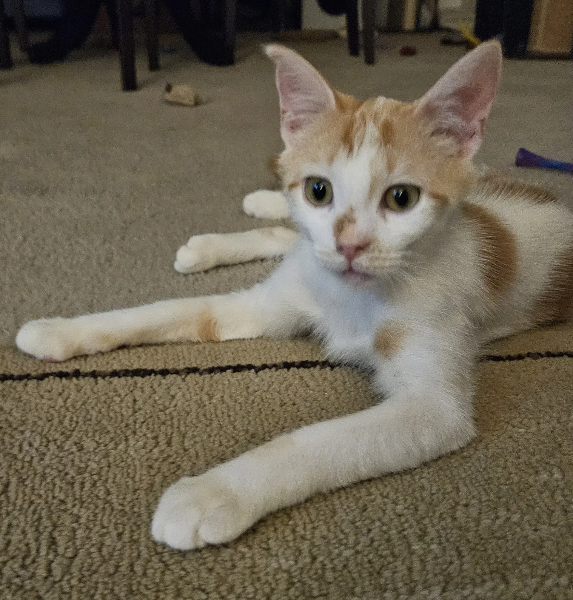 Milo K image 3