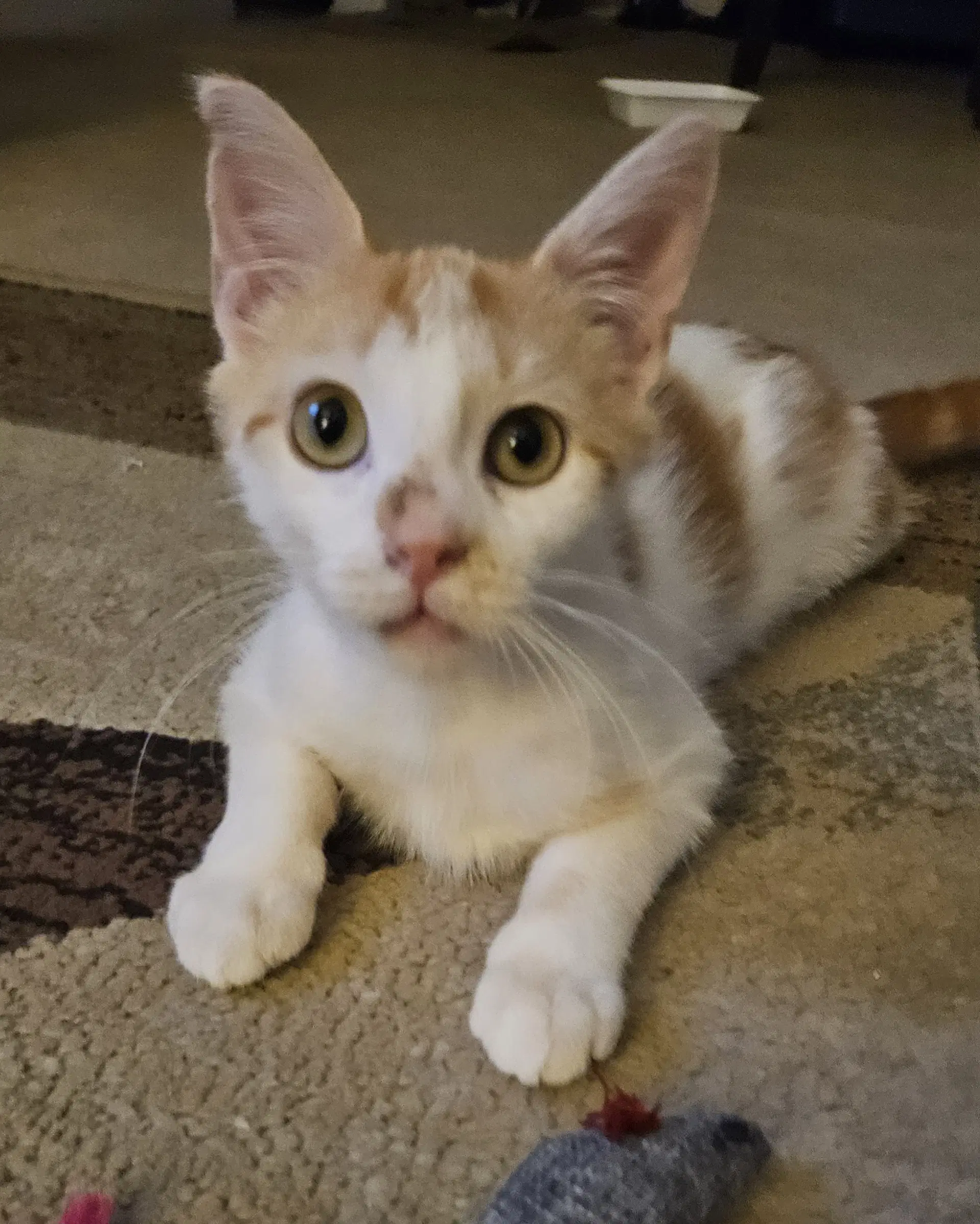 Milo K image 4