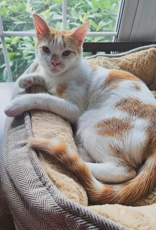 Milo K, a cat for adoption from Loving Care Cat Rescue