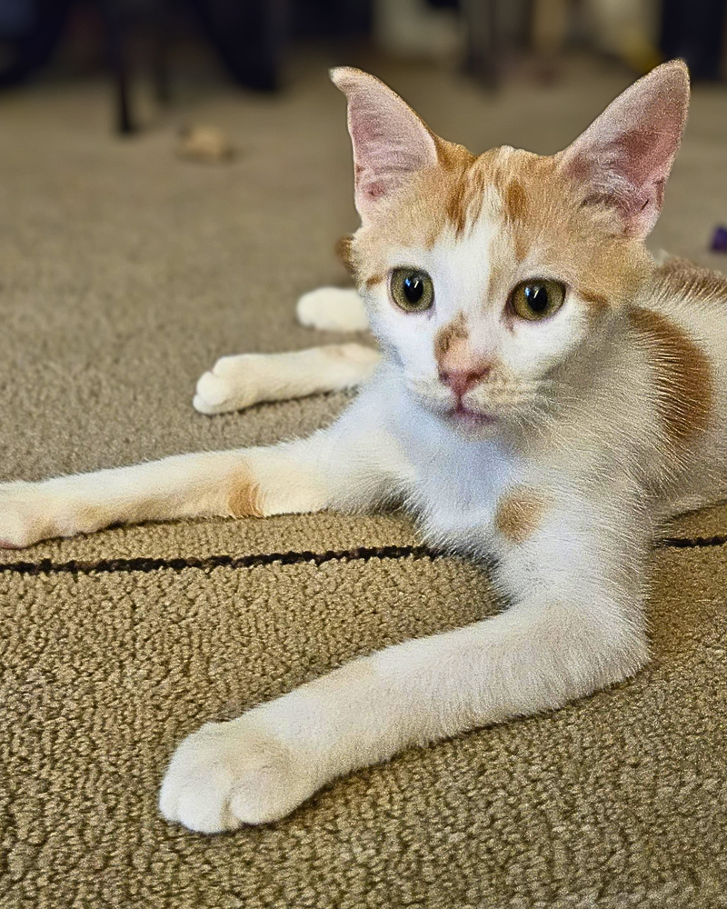 Milo K, photo 6