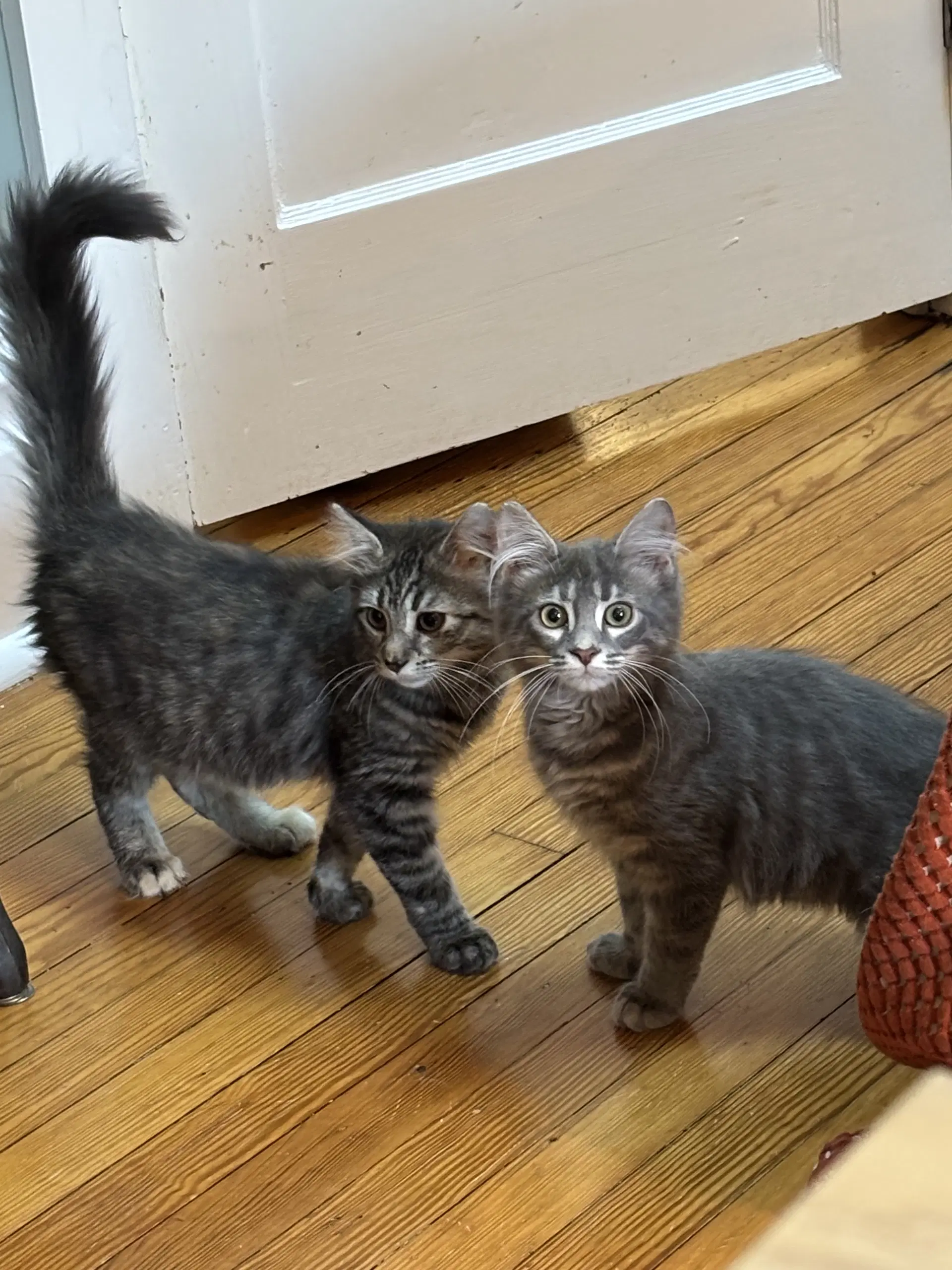 Ewok - Gray Tabby