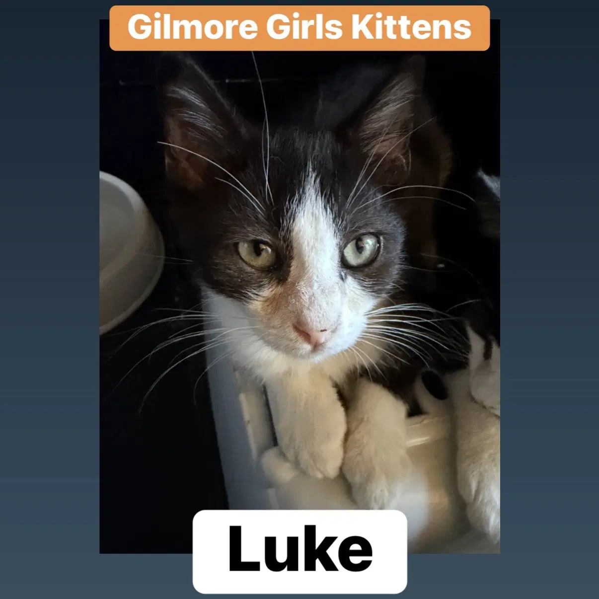 Luke - Domestic Medium Hair