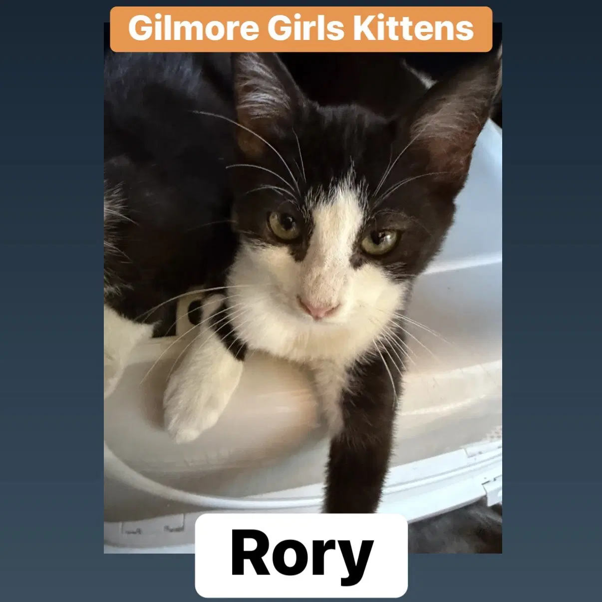 Rory L - Domestic Medium Hair