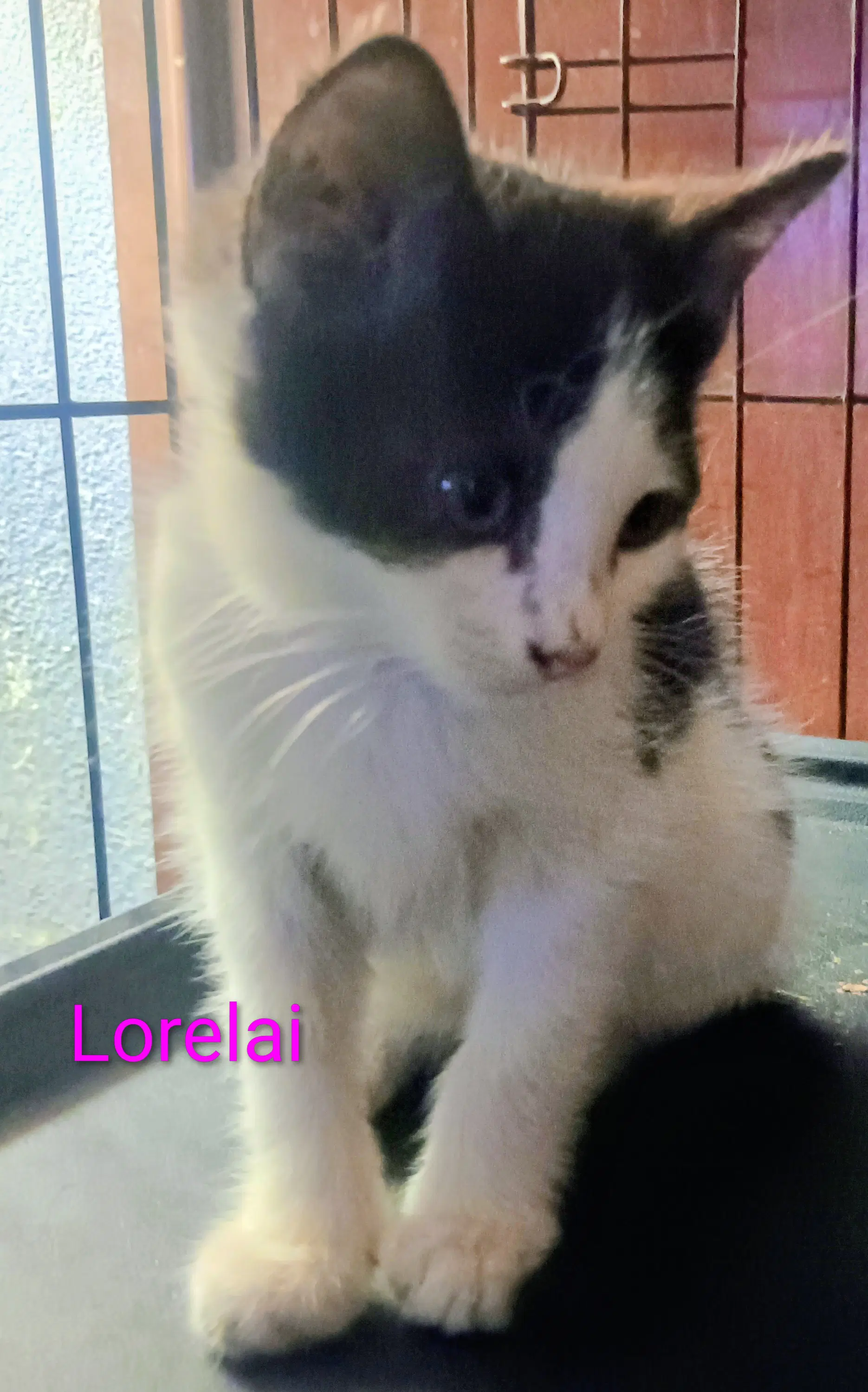 Lorelai - Domestic Medium Hair