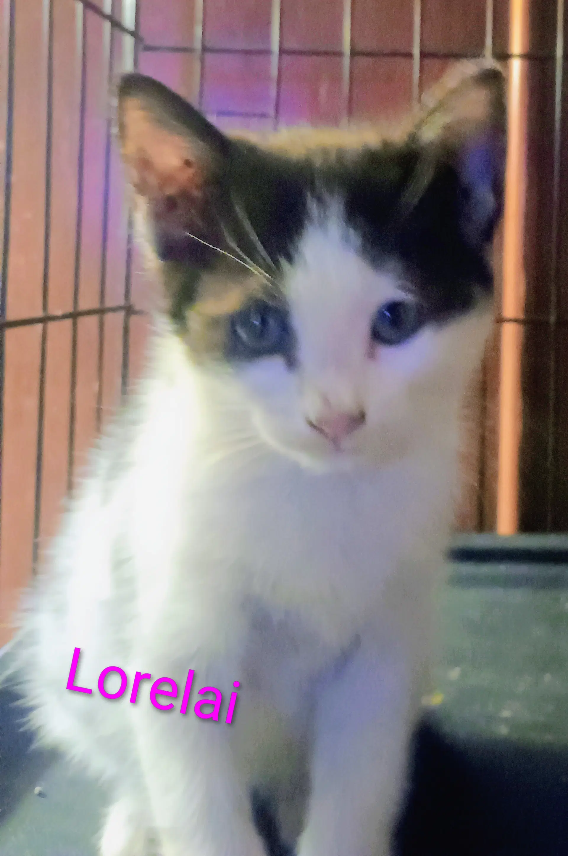 Lorelai image 2