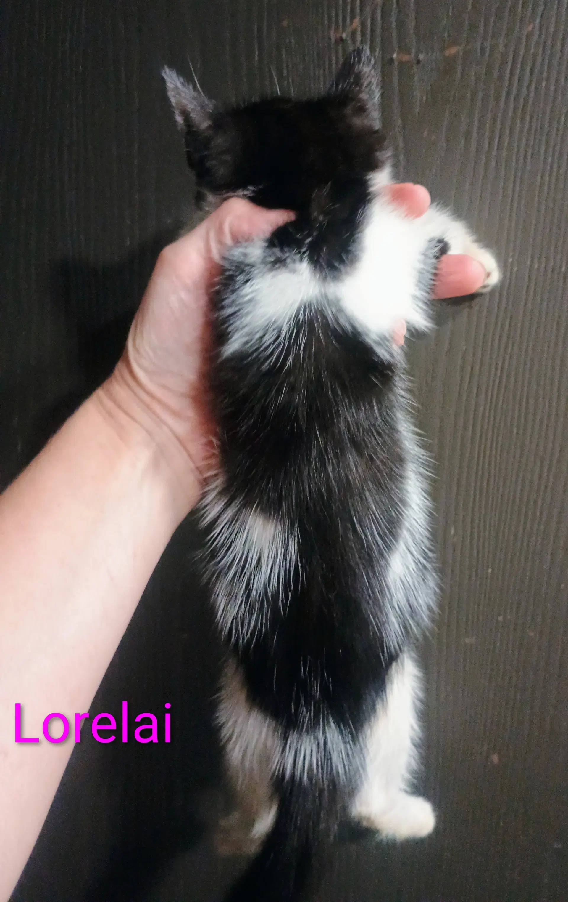 Lorelai image 3