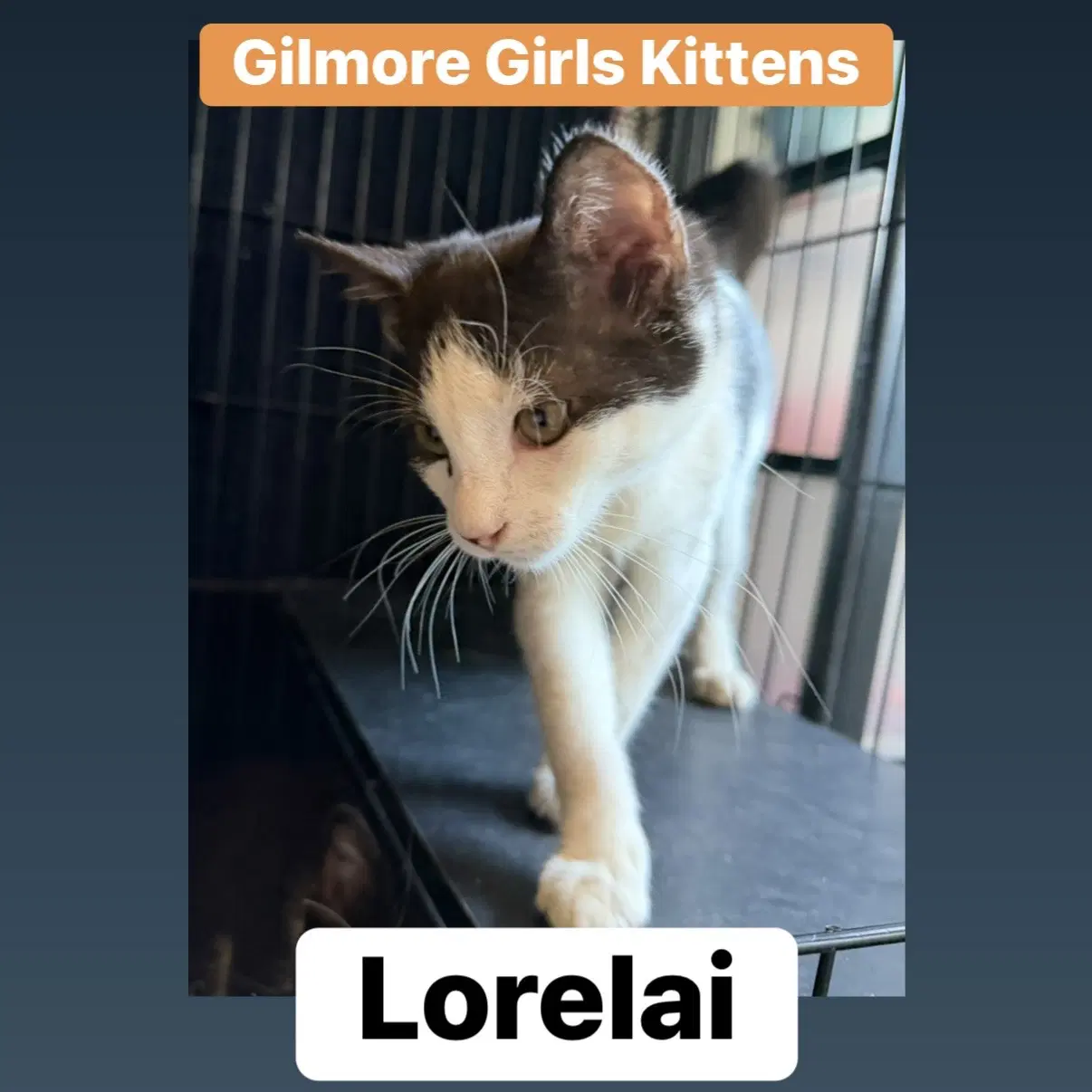 Lorelai image 4