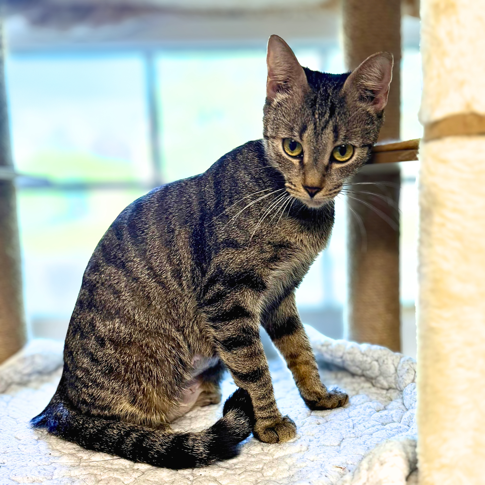 Emily, Domestic Short Hair