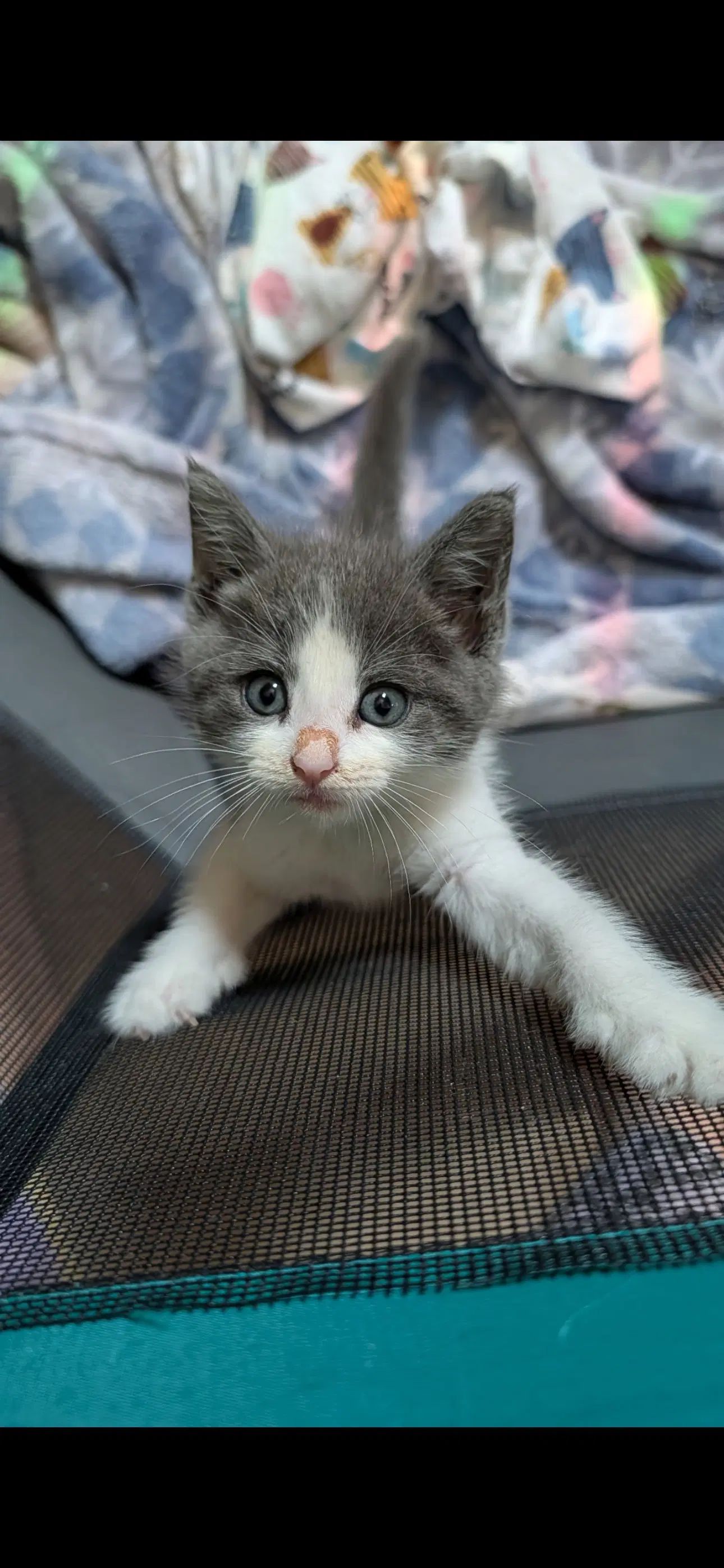 Tiny Girl image 1