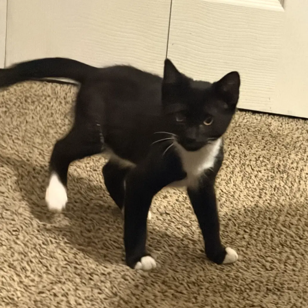 Tuky - Domestic Short Hair