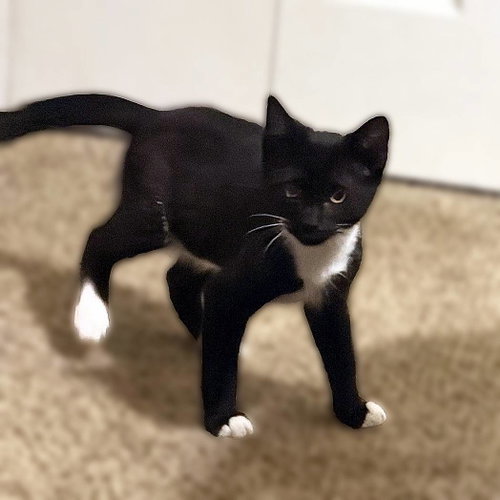 Tuxy, a cat for adoption from Loving Care Cat Rescue