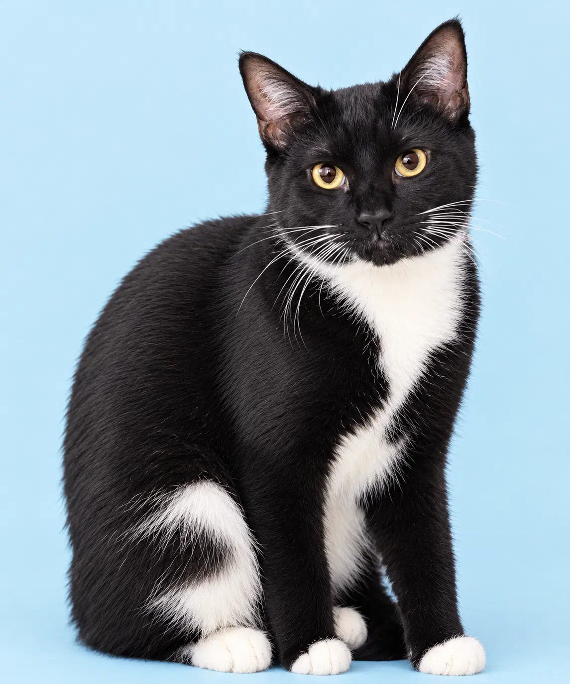 Tuxy image 1
