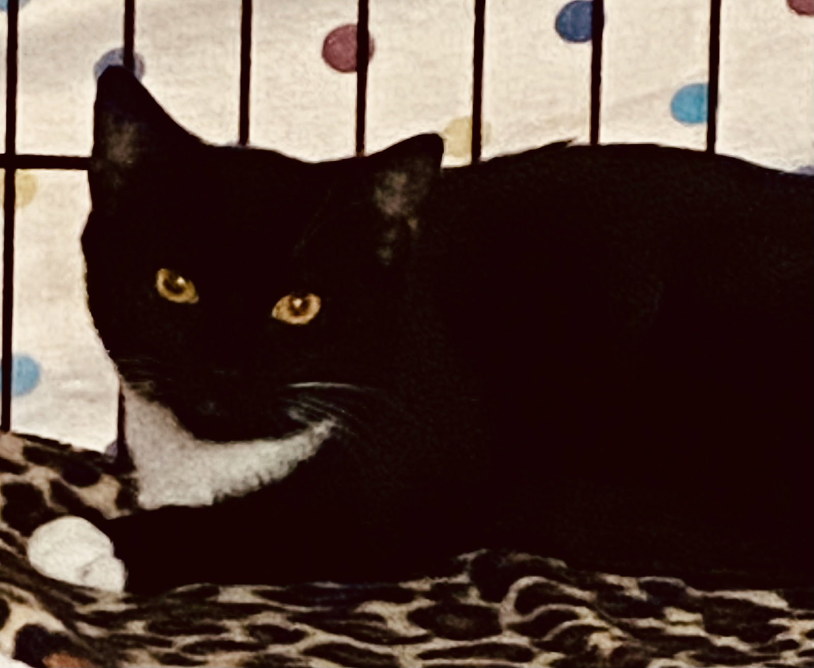 Tuxy, photo 4