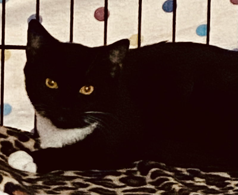 Tuxy, photo 4