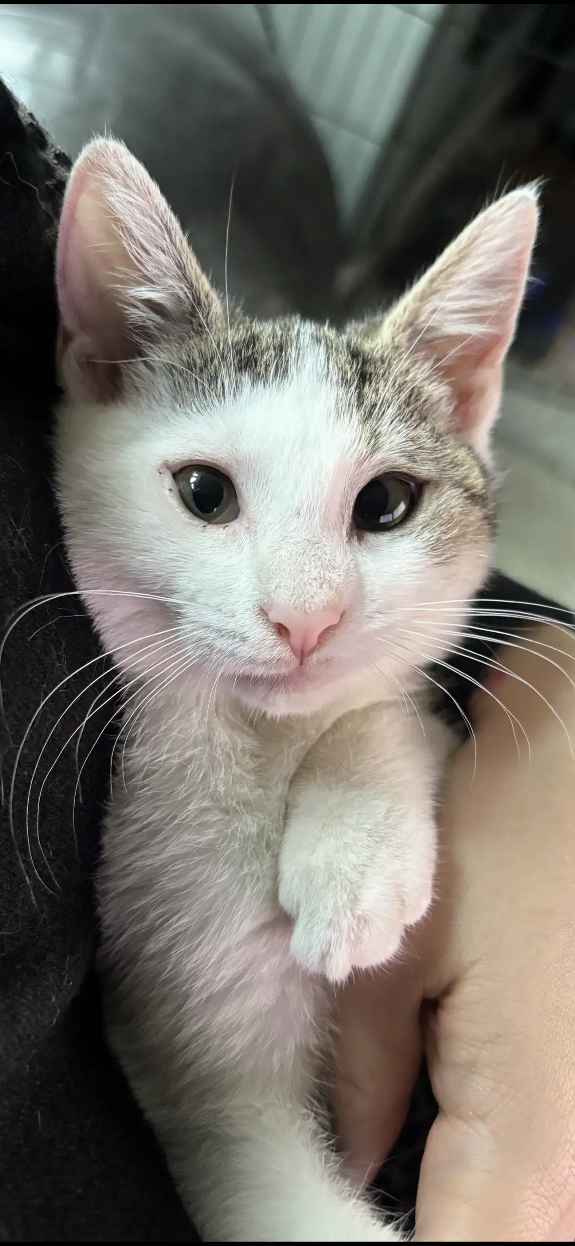 Hazel J - Domestic Short Hair