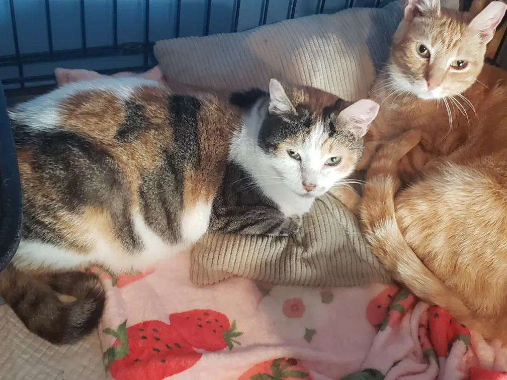 Anthea - Domestic Short Hair