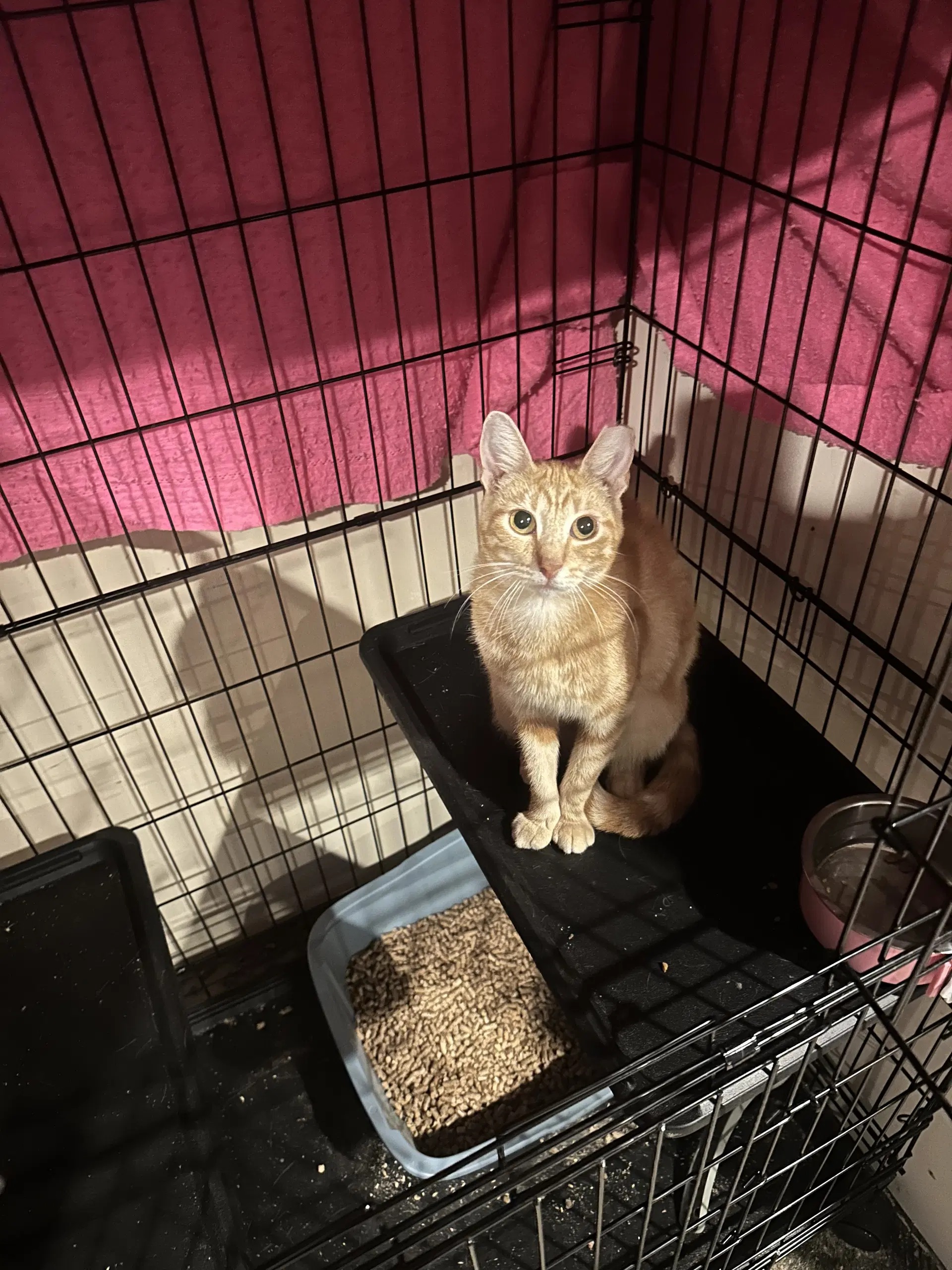 Fiorella - Domestic Short Hair