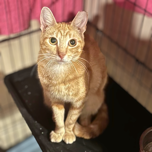 Fiorella, a cat for adoption from Loving Care Cat Rescue