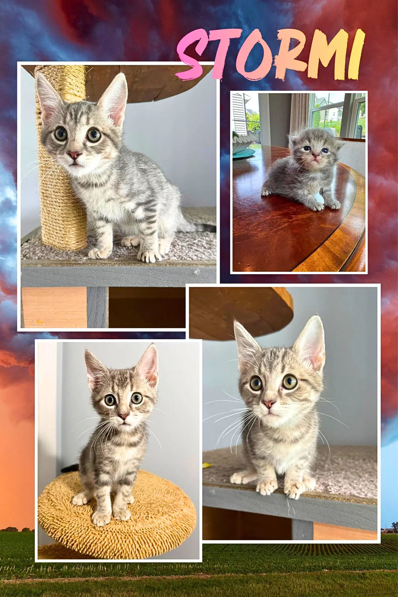 Stormi - Domestic Short Hair