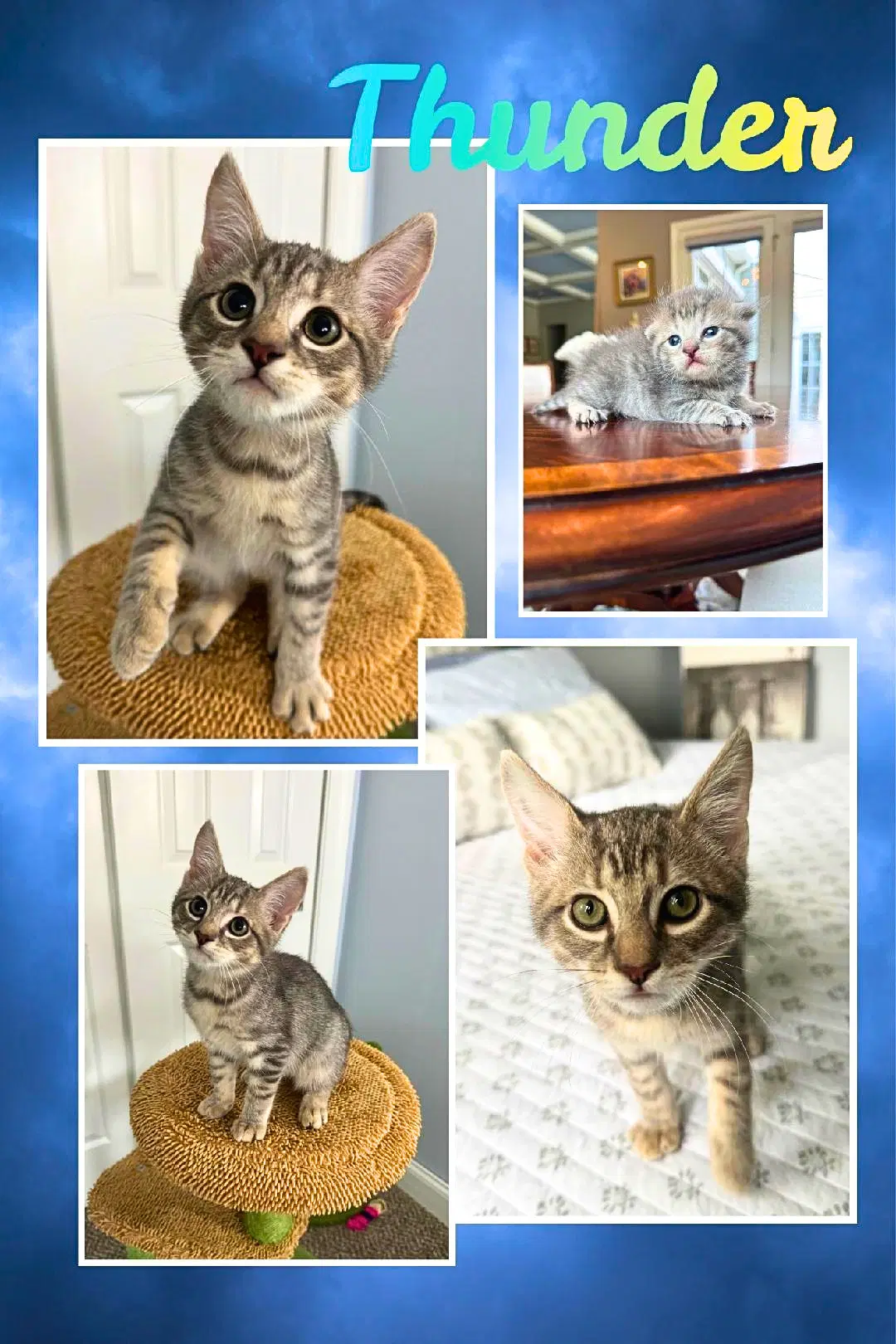 Thunder - Domestic Short Hair