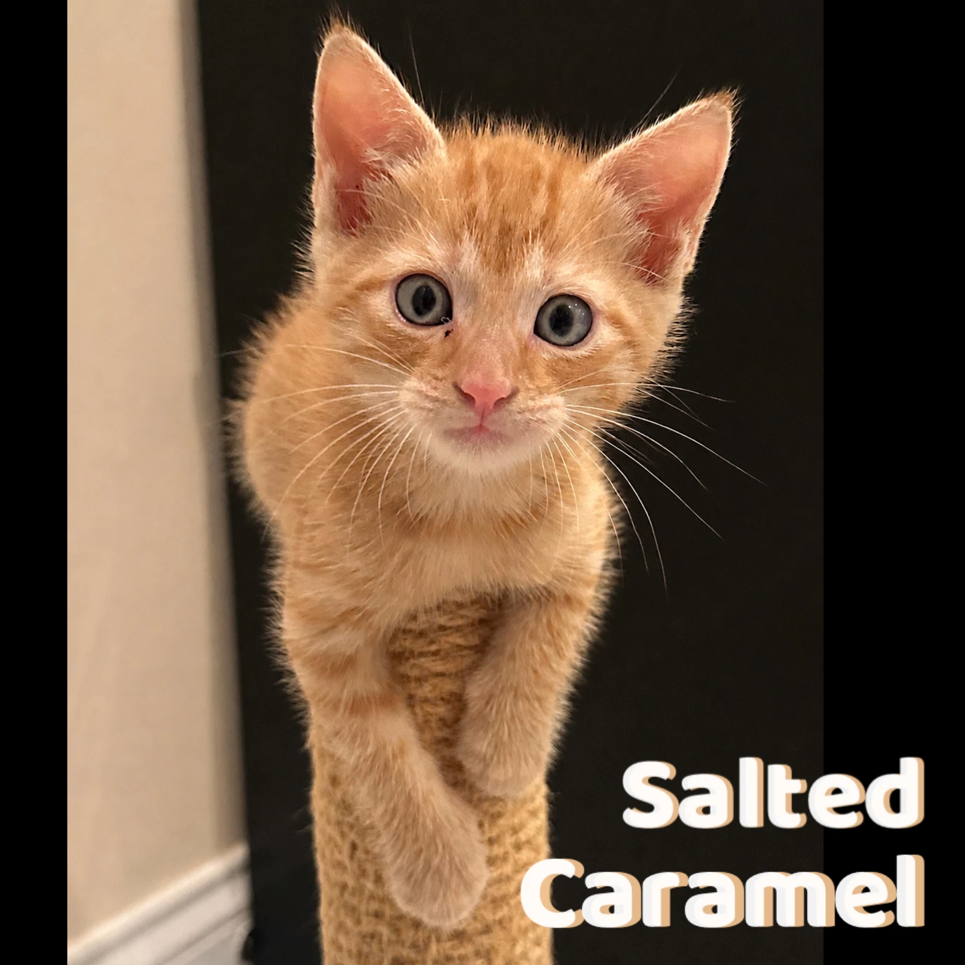 Salted Caramel