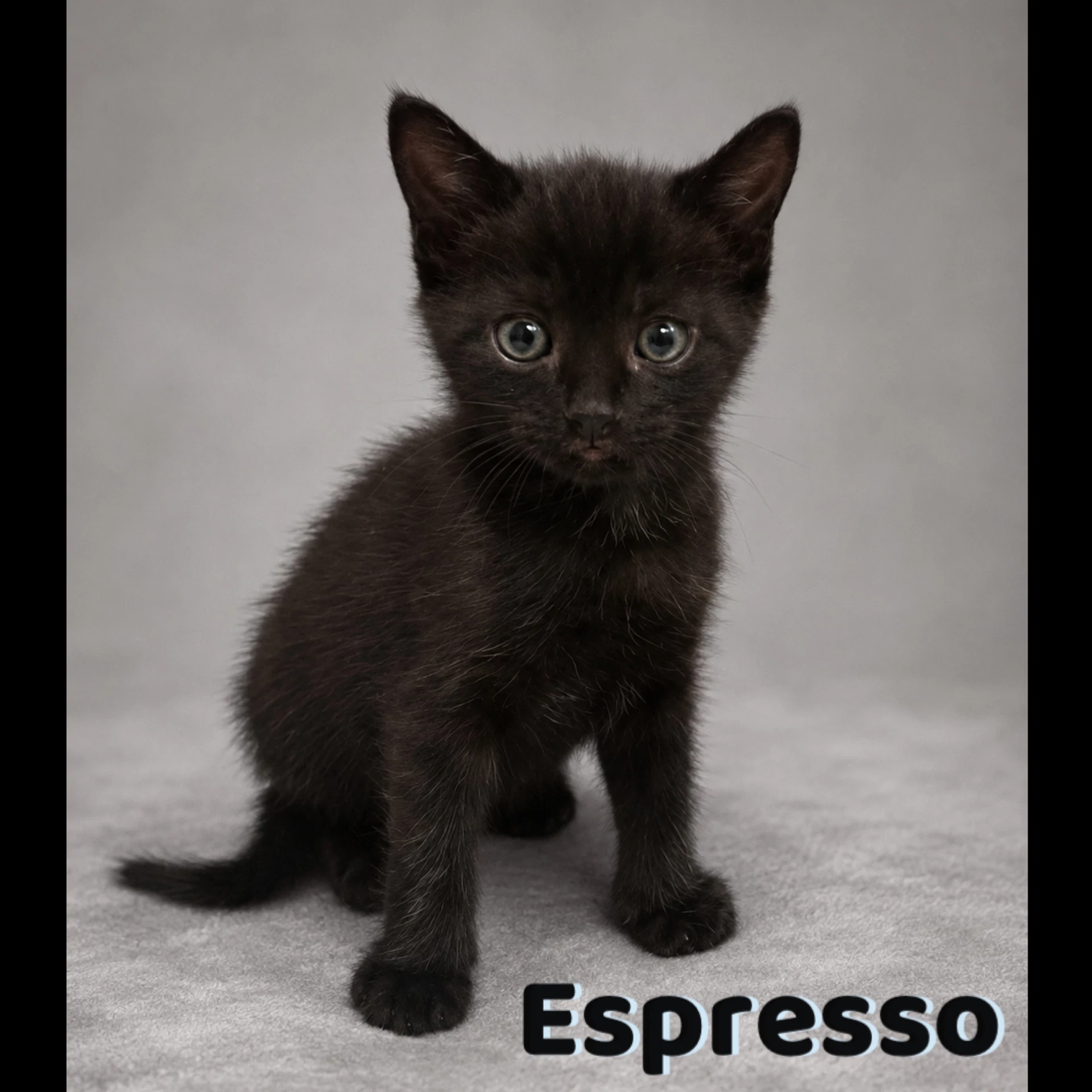 Espresso