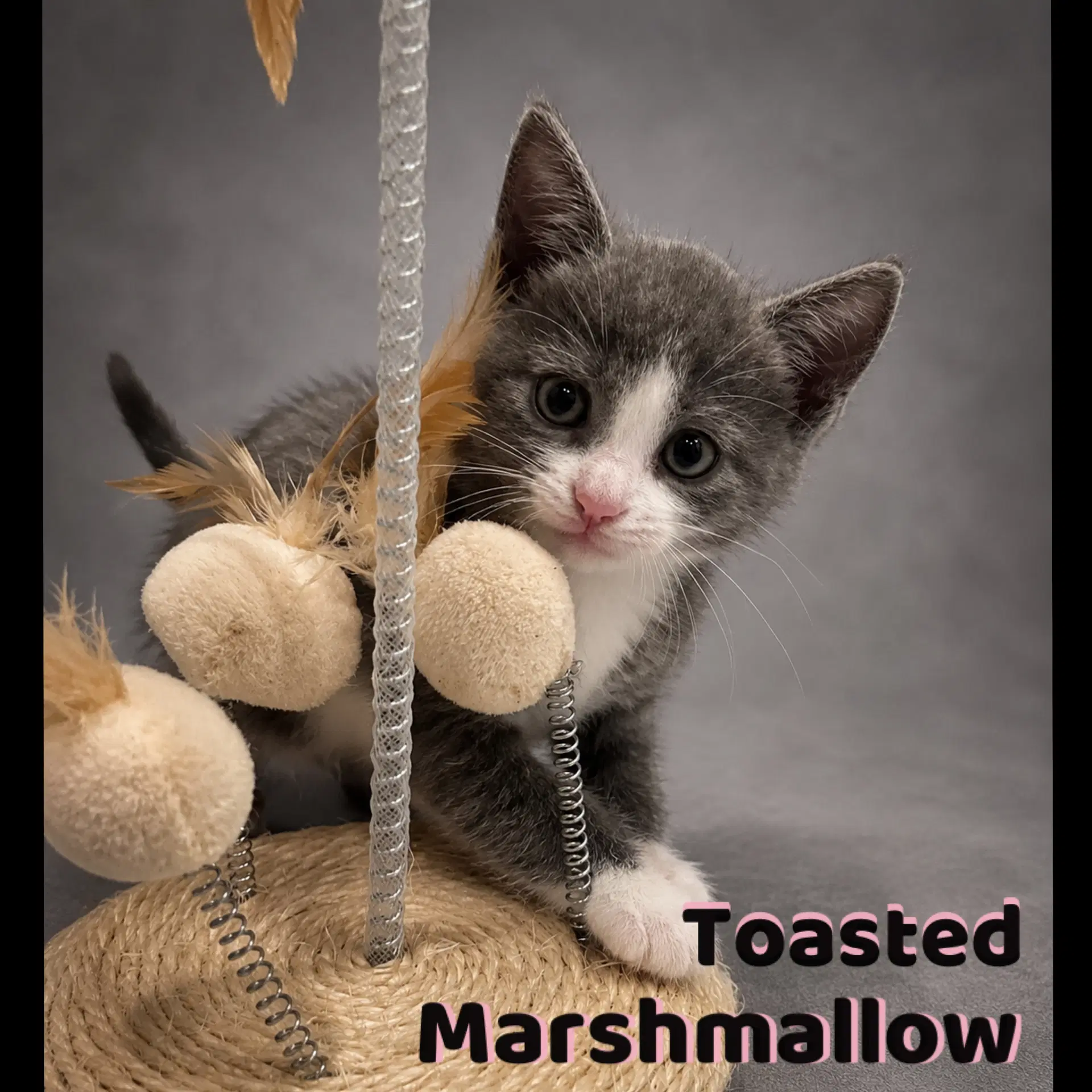 Toasted Marshmallow - Domestic Short Hair