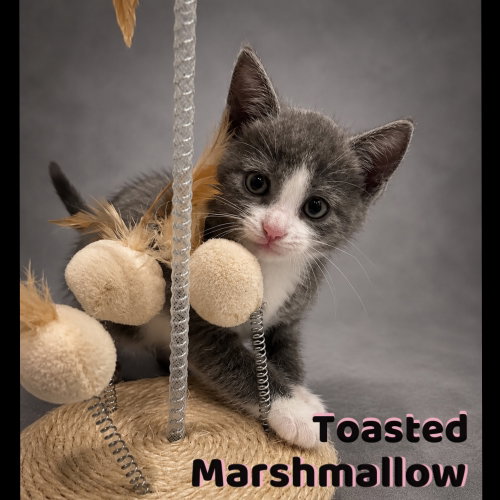 Photo 4 of Toasted Marshmallow