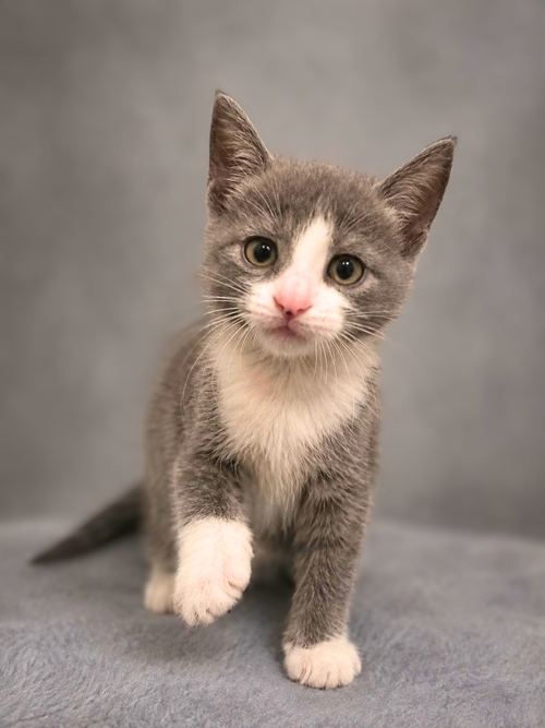 Toasted Marshmallow, a cat for adoption from Loving Care Cat Rescue