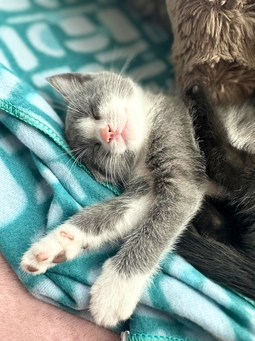 Photo 2 of Toasted Marshmallow