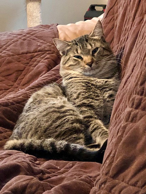 Simba, cat