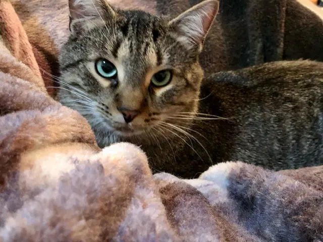 Simba image 4